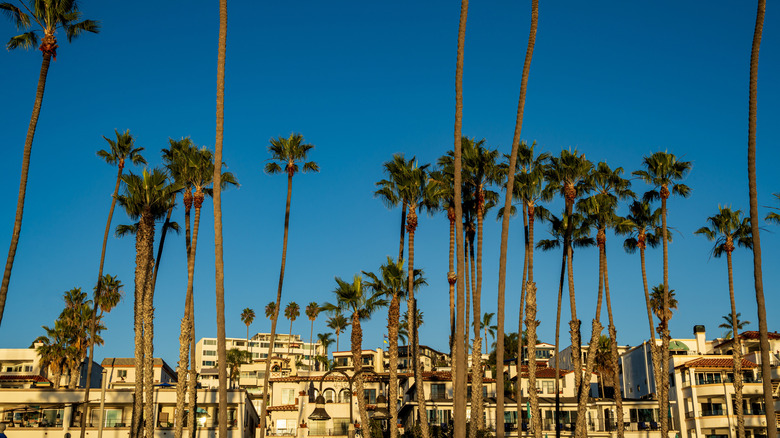 Palm trees rise on the coast of a Californian beach town