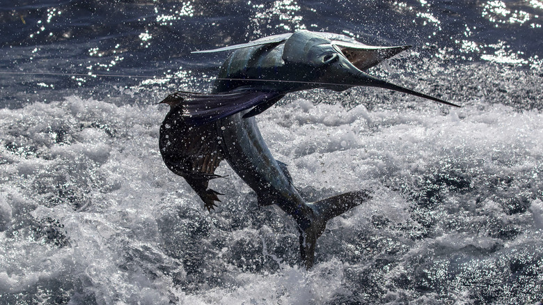 A blue marlin putting up a fight in Florida.