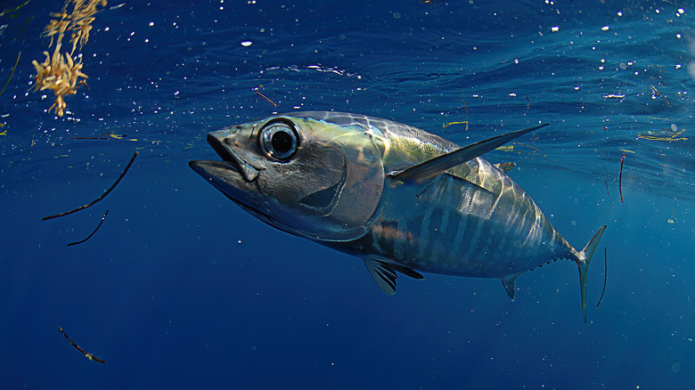 A Blackfin Tuna swimming off the coast of Florida