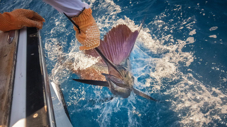 Catching a sailfish out at sea.