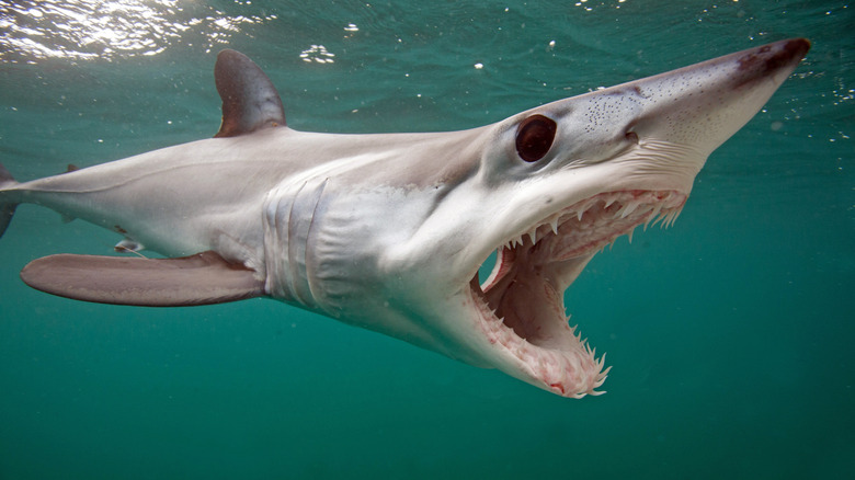 A gaping Mako Shark in San Diego
