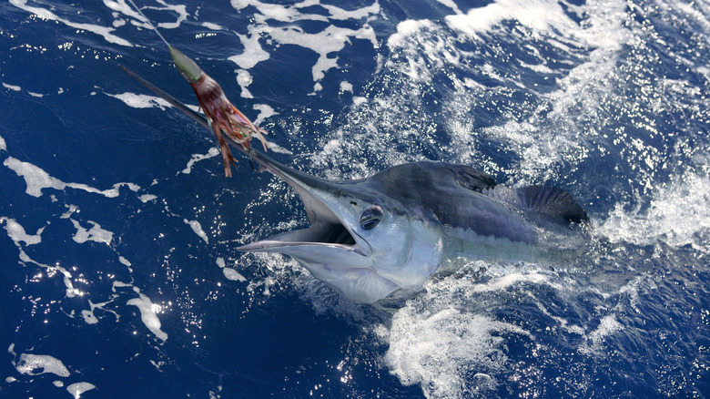 A white marlin dives for a tasty squid.