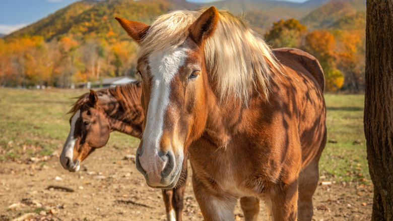 Two horses in Great Smoky Mountains National Park in the fall