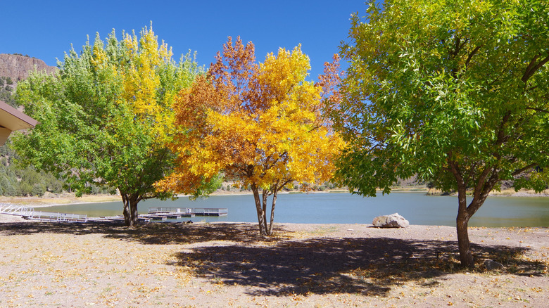 Autumn leaves changing at Eagle Valley Reservoir, Spring Valley State Park, Nevada
