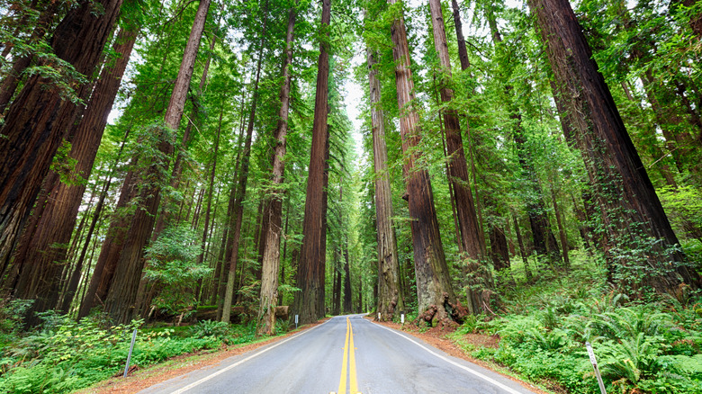 A section of the Avenue of the Giants