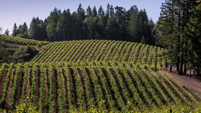 Vineyard landscape from Anderson Valley