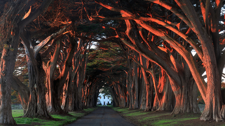 Cypress Tree Tunnel in Point Reyes