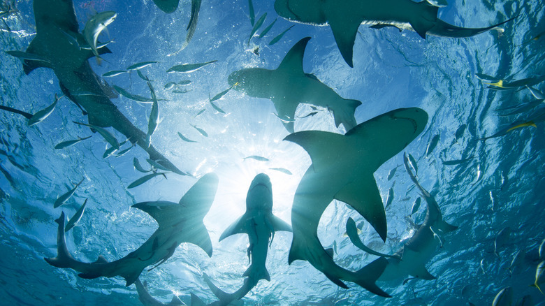 Sharks circling in water