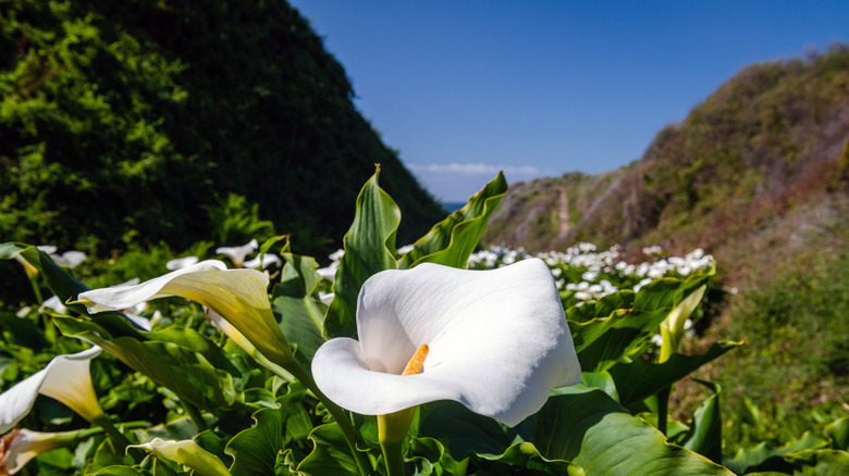 Big Sur's Calla Lily Valley