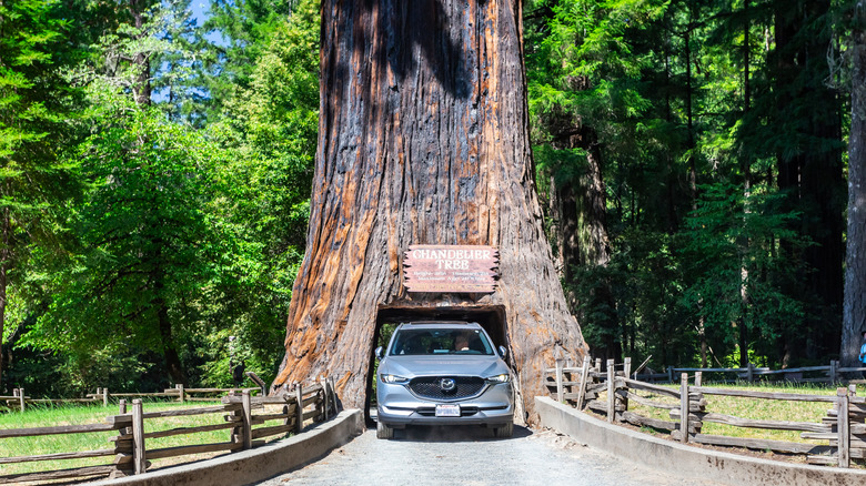 Chandelier Drive-ThruTree