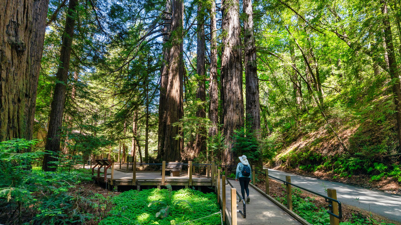 Julia Pfeiffer Burns State Park
