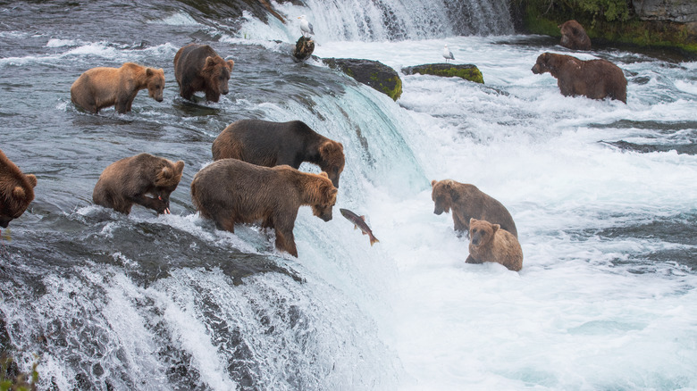 Many bears fishing at Brooks Falls in Katmai National Park