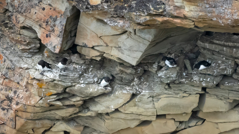 Colony of little auks seabirds in Greenland