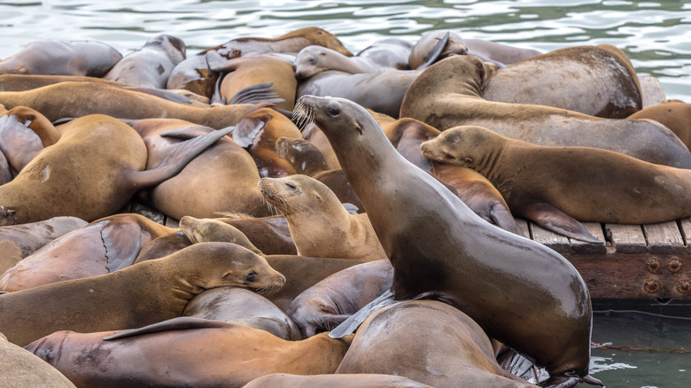 California Sea Lions at Pier 39 San Francisco