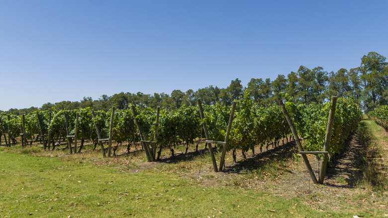 Vineyard in Canelones, Uruguay