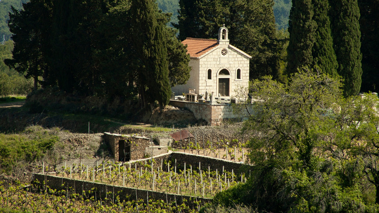 Vineyard on Hvar, Croatia
