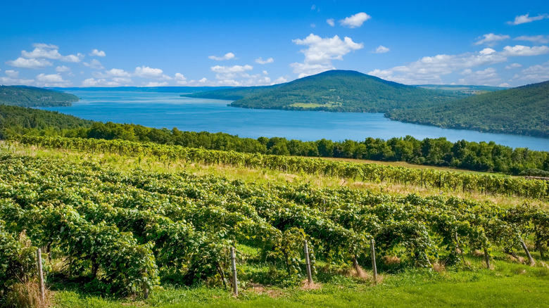 Winery in Finger Lakes, New York