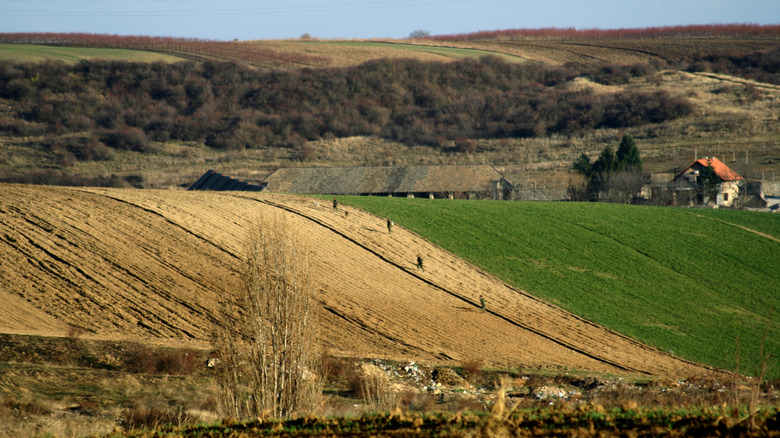 Fields in Fruška Gora, Serbia