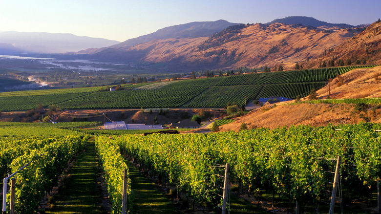 Vineyards in Okanagan Valley, Canada