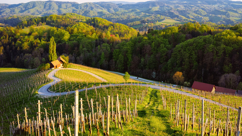 Vineyard in Slovenia