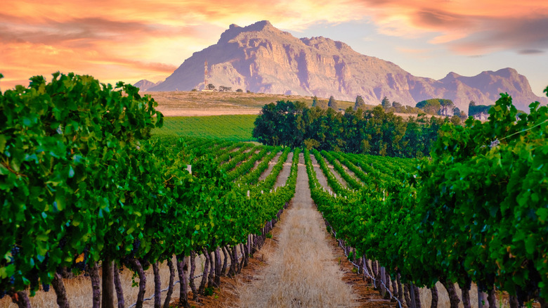 Vineyard in Stellenbosch, South Africa