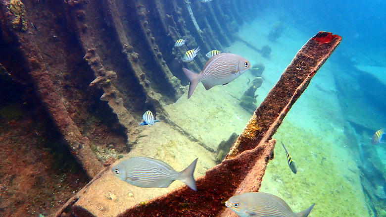 View of fish and the interior of Wreck of the Gamma ship in Grand Cayman
