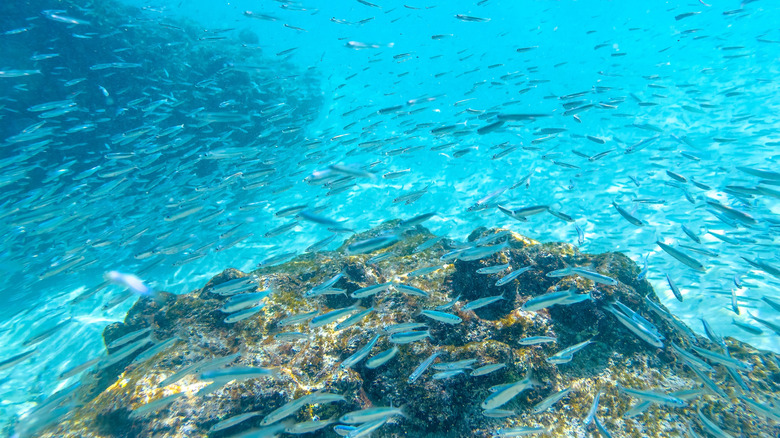 school of fish along coral in shallow turquoise water