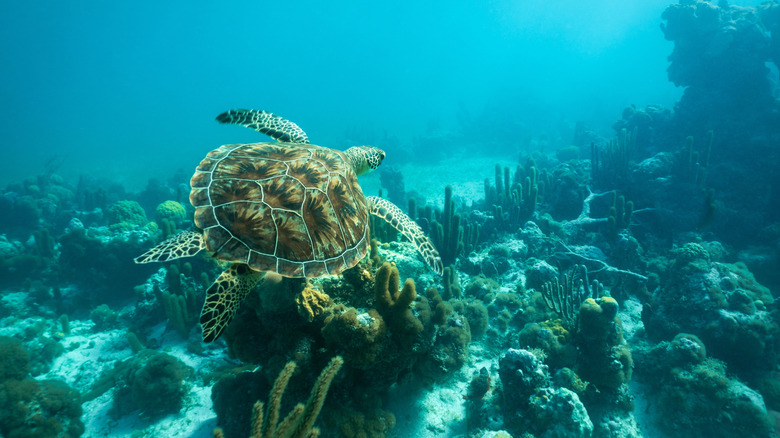 Sea turtle swimming at Smith's Reef in Turks and Caicos
