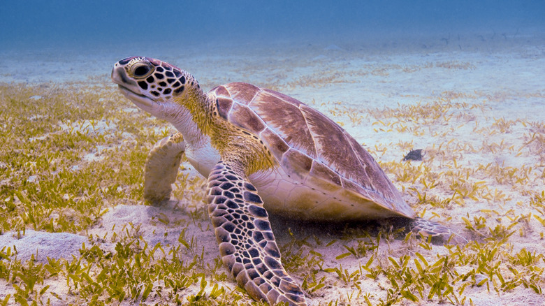 Close up of sea turtle underwater in St. Croix