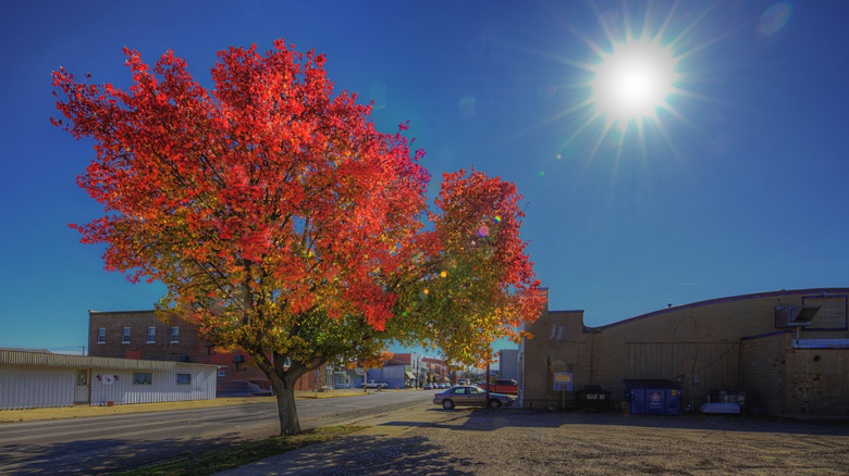 Fall colors under the bright sun on a Canton street