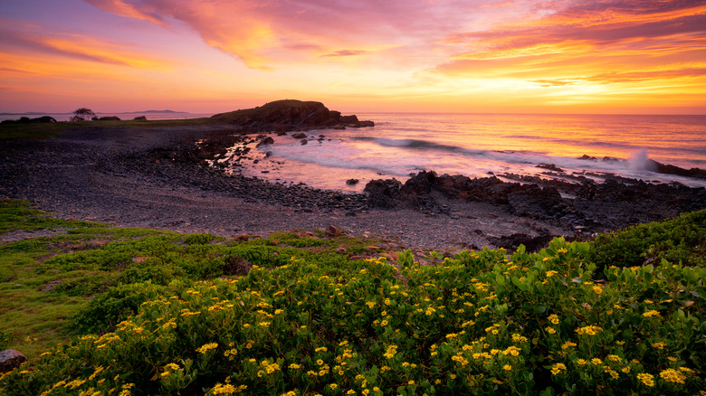 Sunset and wildflowers over the ocean at Crescent Head, NSW, Australia