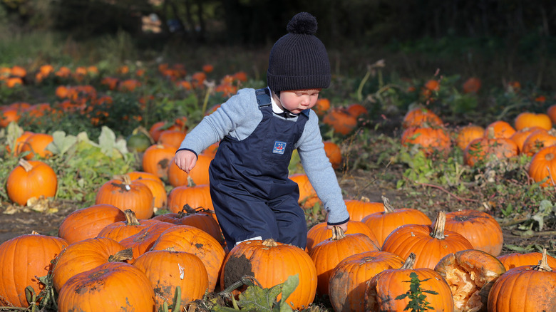 Toddler standing among pumpkins