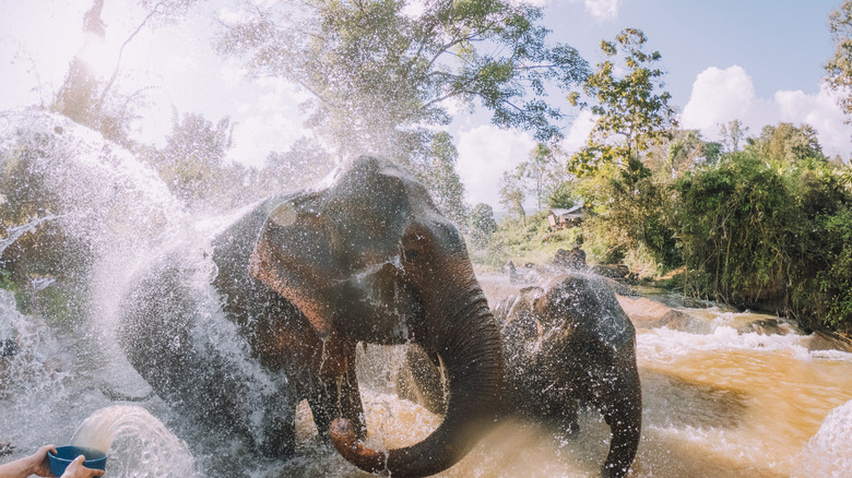An elephant bath experience in  the Golden Triangle