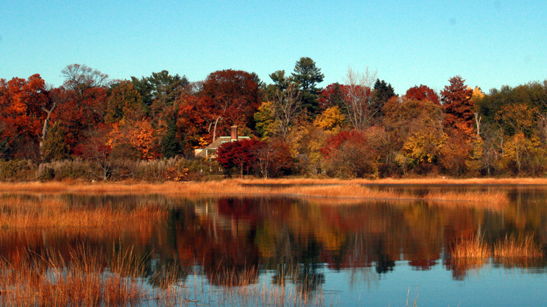 Autumn leaves by the shore of Glen Cove, Long Island