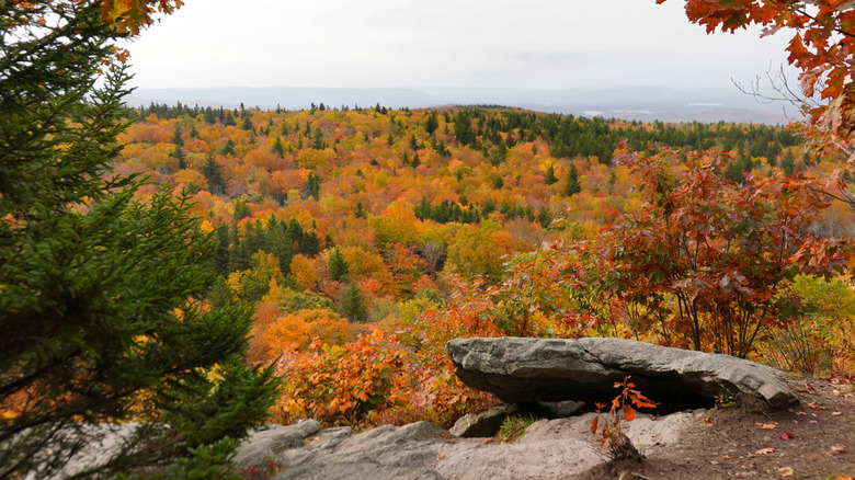Autumn foliage seen from a viewpoint on Mount Greylock, Massachusetts