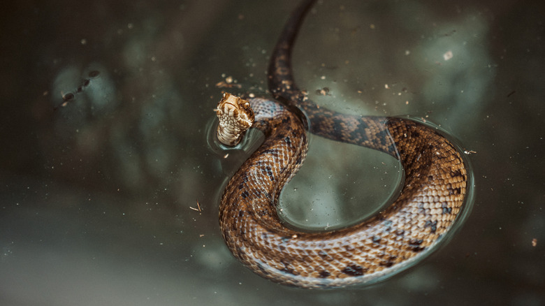 A black and tan spotted snake floating in murky water