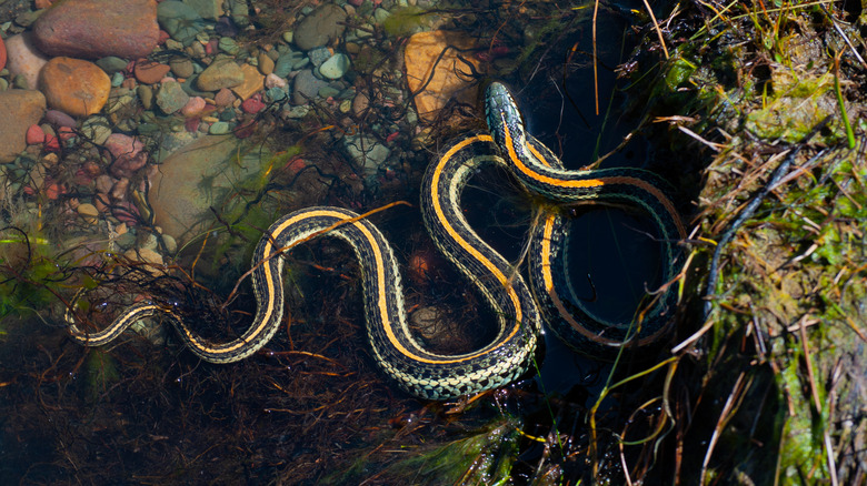 A yellow and green striped snake basking in a shallow river