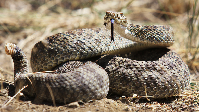 A prairie rattlesnake is ready to strike