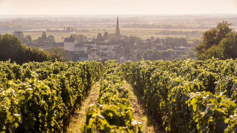 Beautiful town in France's wine region, Burgundy, surrounded by green grape vines