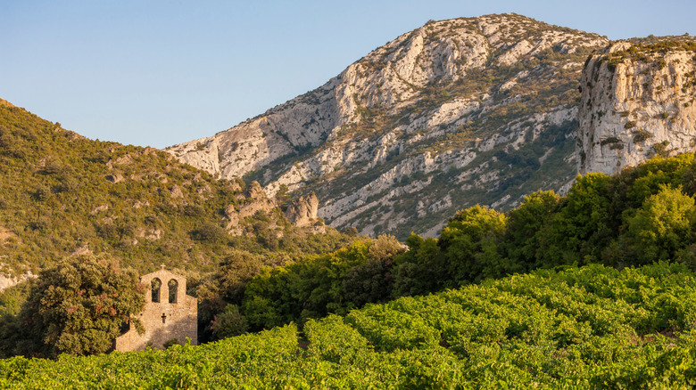 Church ruins amongst vineyards in Languedoc-Roussillon, France