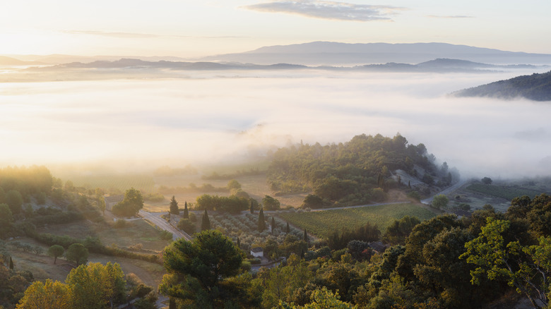 Aerial view of Provence's vineyards and landscape during a misty sunrise, France