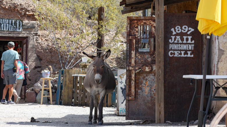A burro walks along main street in Oatman, Arizona