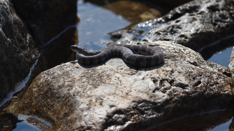 A northern water snake basking on a boulder