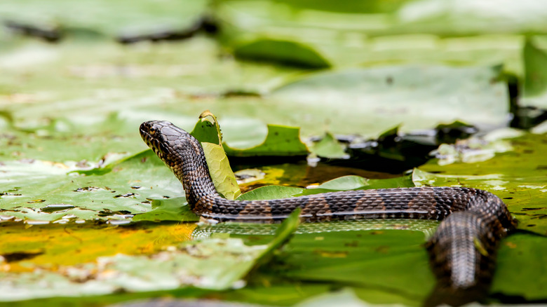 A northern water snake swimming between leaves in a pond