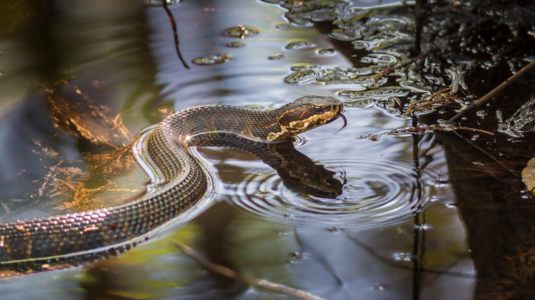 A cottonmouth snake, which looks similar to the Northern water snake