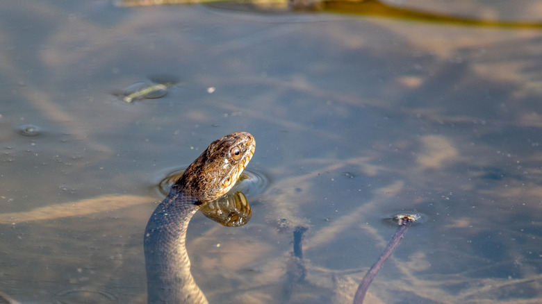 A northern water snake sticks its head out of the water at a lake in Illinois.