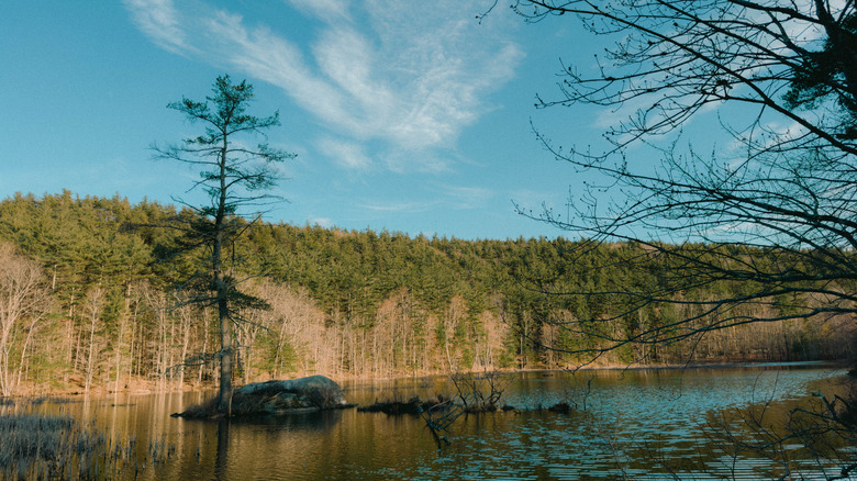 woodland scenery at Pawtuckaway Lake