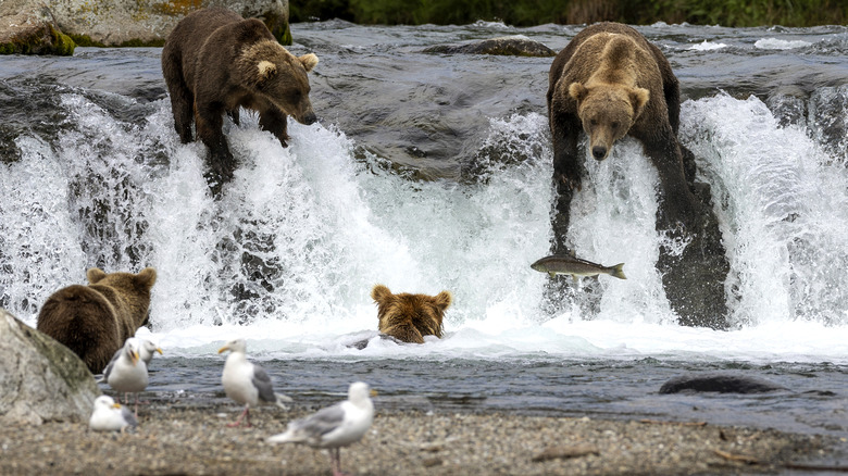 Brown bears fish for sockeye salmon at Brooks Falls, Alaska