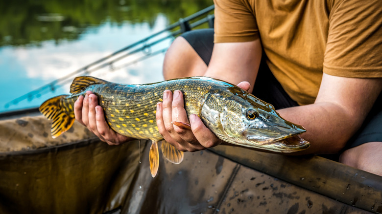 Person in a yellow shirt holding a large pike fish
