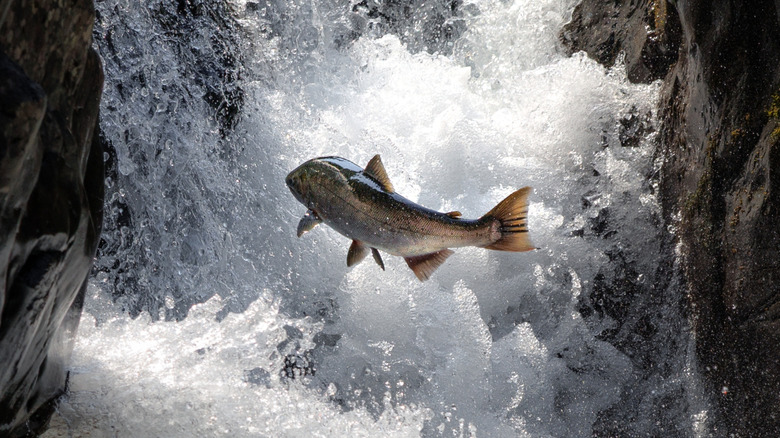 Salmon leaping at Sol Duc Falls in Olympic National Park, Washington